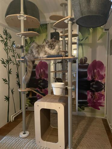 The cat tree provide various spots for the cats to sit on