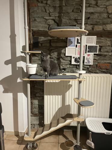 This kitty sits proudly in his cat tree