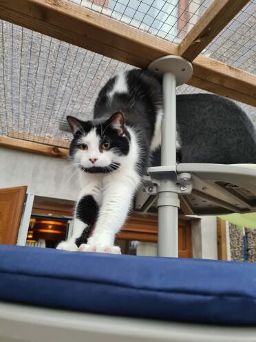 Freya loves her new Omlet den for watching the birdies