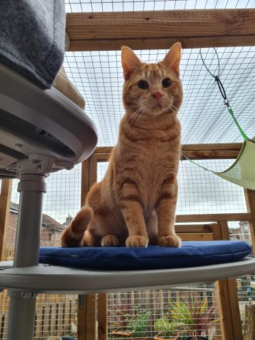 Ragnar feels like ges king of the catio with his new Omlet outdoor cat tree!