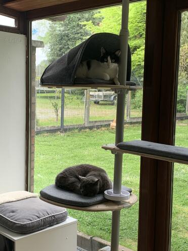 Each cat has its own floor