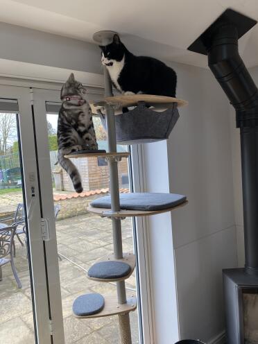 Big enough for both of them!