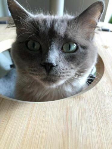 A variety of accessories to entertain your cats