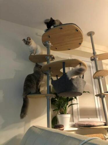 All the cats of the household love it!