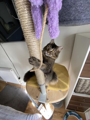 Many ways to entertain your cat