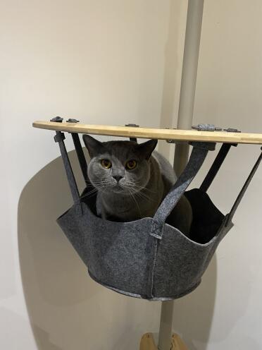 Great cat tree!