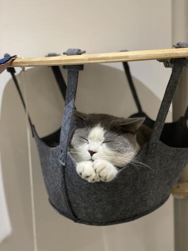 Loves the hammock!