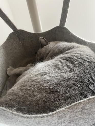 My cats argue over the hammock!