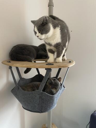 Purrfect! 