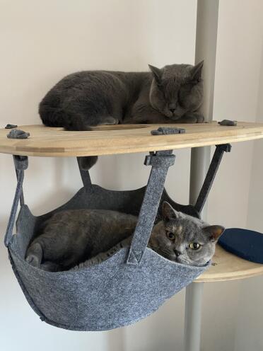 Very happy cats
