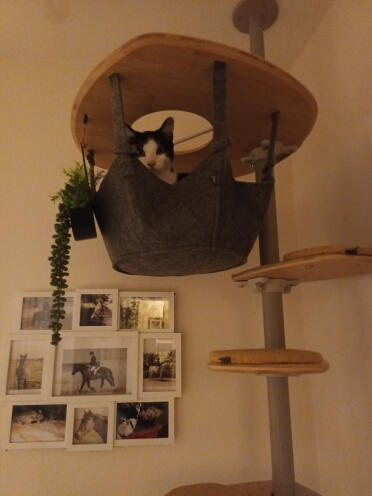 Godersi l'albero dei gatti