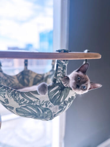 Good morning hooman