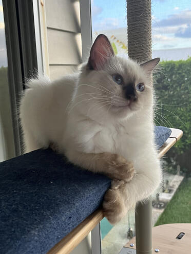 Phoebe