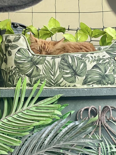 Vivre ma meilleure vie de chat, dormir dans le panier Omlet 