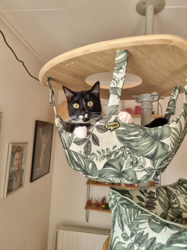 Pippi loves her hammock 