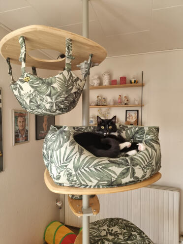 Pippi in her beautiful cat bed