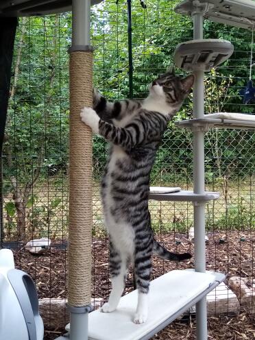 Sisal scratching pad with good length