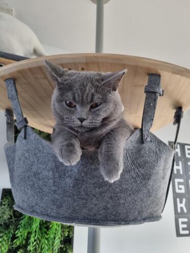 Cats love the hammock
