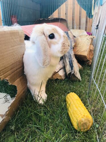 French lop bunnies love their five a day.