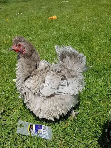 Frizzle chickens are such a lovely breed!