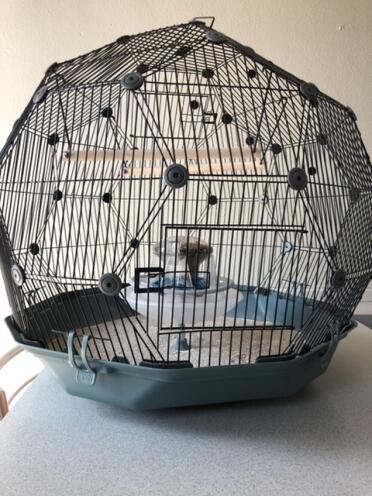 The Geo makes a great home for your birds!