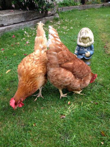 Gnomeo