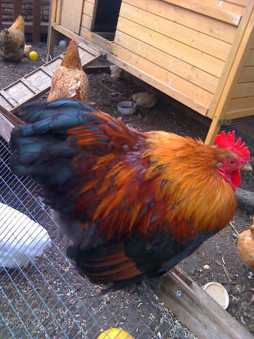 Gp pekin
