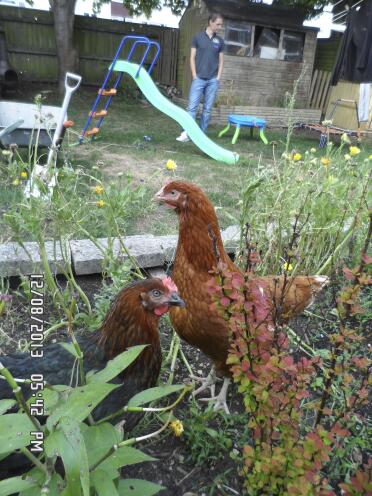 My gorgeous girls having fun in the flower bed