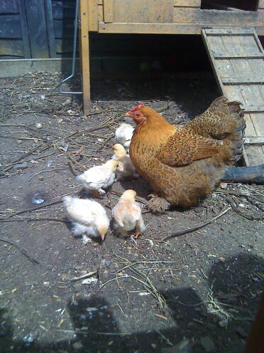 Pekin-mutter und küken