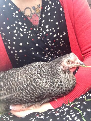 Stumpy hurt herself so needed a cuddle!