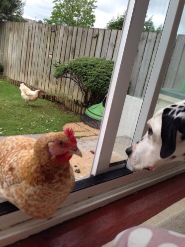 Whatcha looking at!