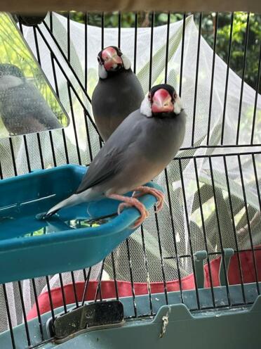Birds are enjoying grooming themselves