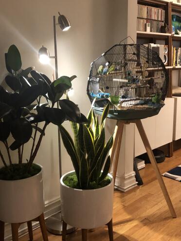 Just beautiful and matches my mid century decor perfectly. My parakeets are happy to have  a cozy home????