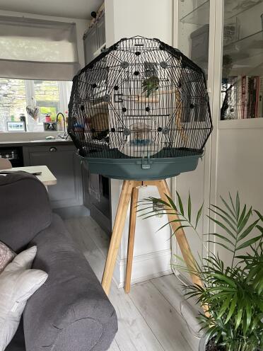 New bird endeavour in his fancy new cage ????