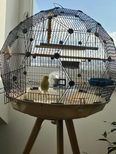Birds love the Omlet Geo bird cage