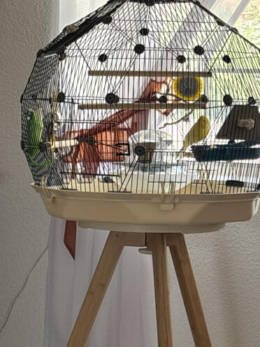 Smukke dreng 