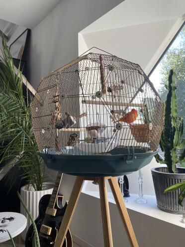 The canaries, frida and dieGo, in their new home.