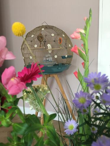 The Omlet Geo Bird cage make my home look fun.