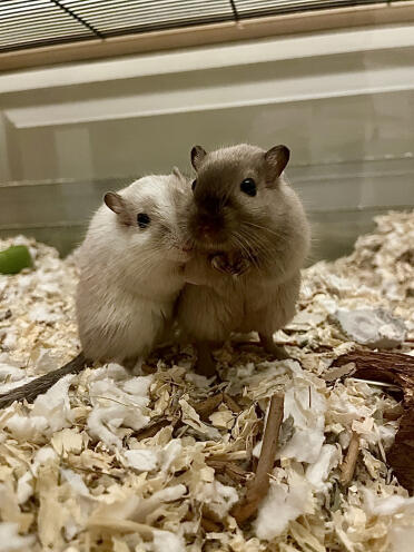 The brothers otto and ossian are always together 