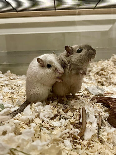 The brothers otto and ossian are always together 