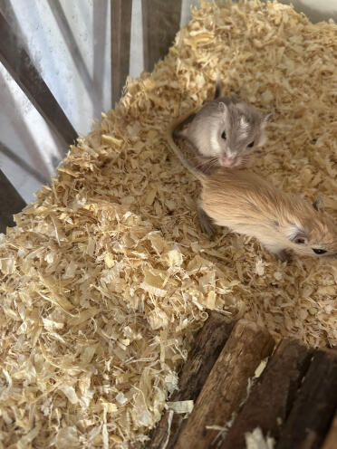 Gerbil