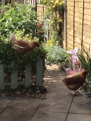 Gertie and Mabel having a look around the garden