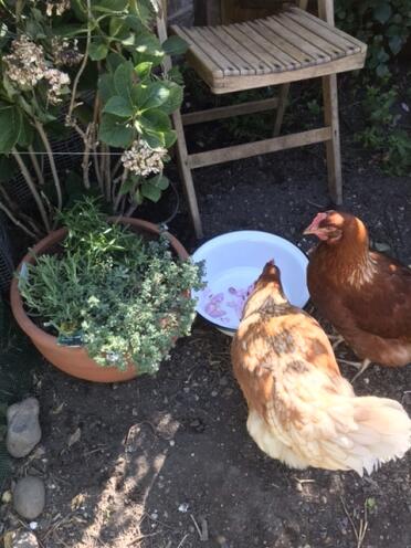 Gertie and mabel trying out their new water bowl with rose petals in it. placed next to the tub of fresh herbs 