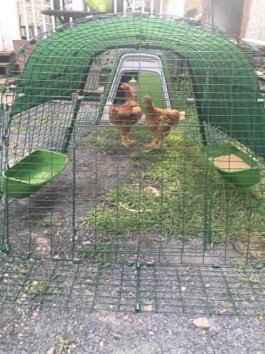 Girls 1st day in the new home.