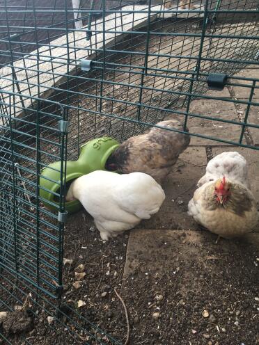 Grub im einsatz