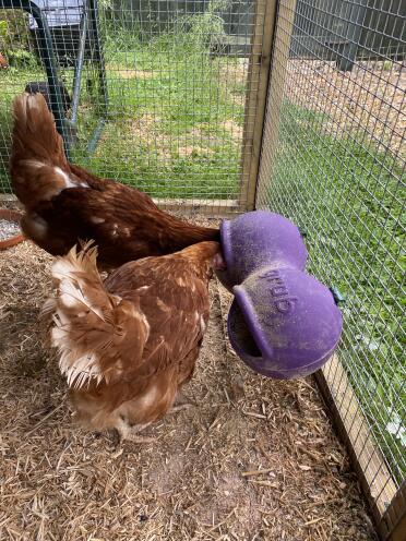 Love them! perfect fir keeping the food dry and for giving my 4 chickens access to food and water all at the same time! 