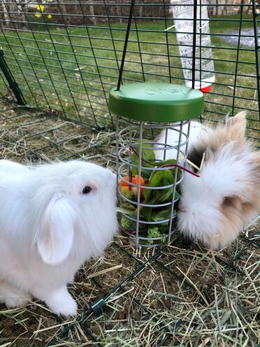 Rabbits love munching their treats from the Omlet Caddi treat holder