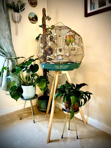 Lovebirds in their teal/Gold Geo cage in our living room