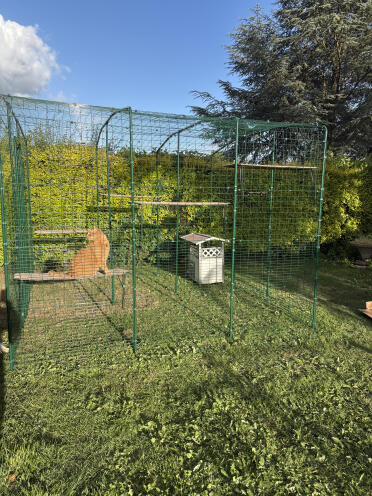 Large enclosure for my super cats