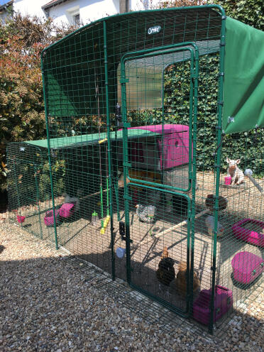 What a grand enclosure for these chickens.